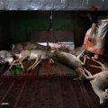Imágenes que documentan la "matanza" de ciervos en Segovia

IGUALDAD ANIMAL