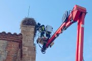 Intervención para rescatar en Entrala (Zamora) una cigüeña atrapada en su nido