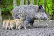 Una hembra de jabalí amamanta a sus cuatro rayones en el medio natural.