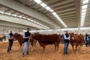 Aitor Sainz Maza, de Granja el Arenón (derecha),  en la última edición del Salón del Vacuno de Salamanca con el ejemplar de raza limusina que obtuvo el primer premio. / GRANJA EL ARENÓN