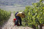 Recogida de la uva en la Ribera del Duero. SERGIO GONZÁLEZ