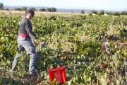 Vendimia en los viñedos de la bodega leonesa Fuentes del Silencio. / ICAL