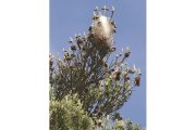 Pinos afectados por la procesionaria en Pino del Río (Palencia)