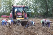 La producción de patata es elevada, pero no sale rentable para el agricultor. / R.G.O.