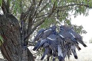 Palomas torcaces tras una jornada de caza.