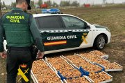 Un agente de la Guardia Civil con los níscalos incautados.