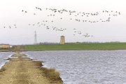 Aves en el humedal de de Boada de Campos, en Palencia.