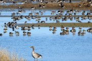 Aves en las Lagunas de Villafáfila. reserva natural de Castilla y León.