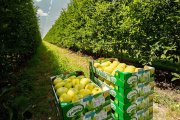 Manzanos de Nufri en su finca de La Rasa