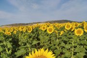 La superficie de girasol en Castilla y León ha descendido un 20% esta campaña.