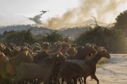 Incendio de Navaluenga (Ávila)
