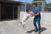 Protectora  de animales de Palencia