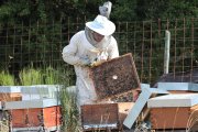 Un apicultor de la montaña palentina.