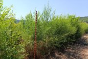 Plantación de olmo de Siberia en una de las parcelas del Ceder Ciemat