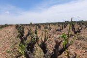 Ya son más de 8.000 hectáreas de uva de vino siniestradas en lo que va de campaña