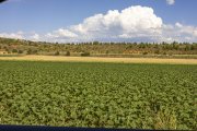 Imagen de un campo de girasol todavía en sus inicio con la siembra