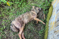 Un lobo es hallado muerto en un un colegio abandonado de Palencia