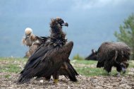 Dos buitres negros liberados en la Sierra de la Demanda junto a un buitre leonado