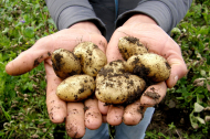 Un agricultor muestra patatas recién arrancadas de su cultivo. PQS / CCO