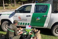 Decomisados más de 90 kilos de boletus en controles micológicos en la provincia de Segovia