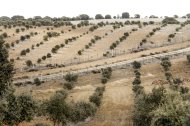 Plantación de encina micorrizada en la provincia de Soria