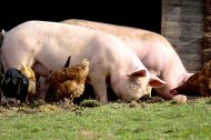 Dos cerdos hozan junto a cuatro gallinas en las instalaciones de una granja ganadera