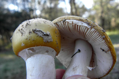 Ejemplares de setas en Castilla y León.- ICAL
