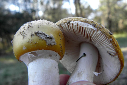 Ejemplares de setas en Castilla y León.- ICAL