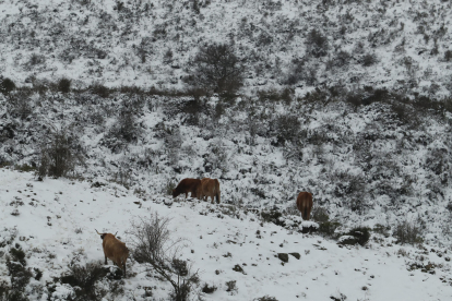 Nieve en la comarca del Bierzo. / ICAL