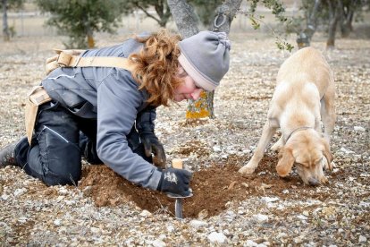 En la provincia hay unas 2.000 hectáreas dedicadas al cultivo de la trufa. -Mario Tejedor
