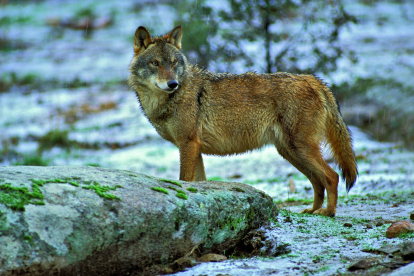 Ejemplar de lobo ibérico, especie protegida a ambos lados del Duero desde septiembre de 2021.