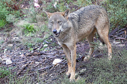 Un lobo en el Centro del Lobo Ibérico en la localidad de Robledo-Puebla de Sanabria (Zamora)