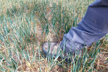 La escasez de precipitaciones está causando estragos en la denominada Riojilla Burgalesa, situada en el este de la provincia de Burgos. ASAJA