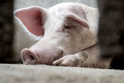 Un cerdo de capa blanca mira a cámara en el cebadero de una explotación de porcino. PQS / CCO