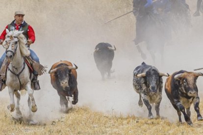 Toros de la ganadería de Cebada Gago en el último encierro de Cuéllar