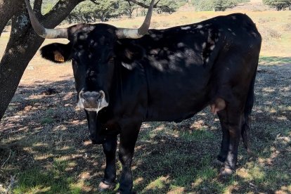 Una de las vacas de José María Manchado que ha pasado la EHE.