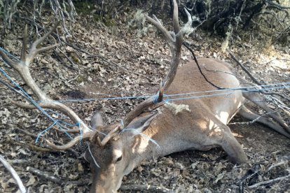 Ejemplar de ciervo muerto en la provincia de Zamora,