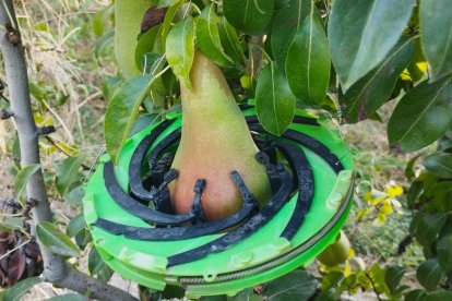 Herramienta Dendofruit de Agerpix para monitorizar el crecimiento de las frutas