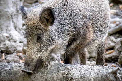 Un jabalí busca alimento en una zona boscosa. ICAL