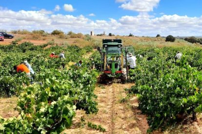 Imagen de un viñedo de la Ribera del Duero en Aranda de Duero. E. M.