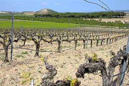 Viñedo de la D.O. Ribera del Duero en Peñafiel