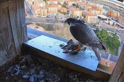 Uno de los halcones peregrinos, en la caja nido donde se ha instalado la cámara.