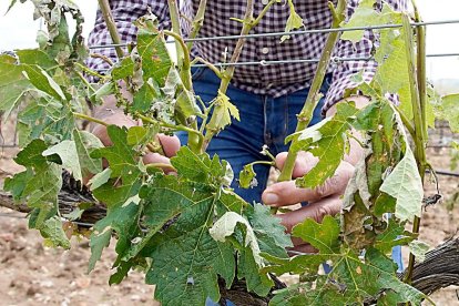 Efectos del granizo en un majuelo de Ribera del Duero.