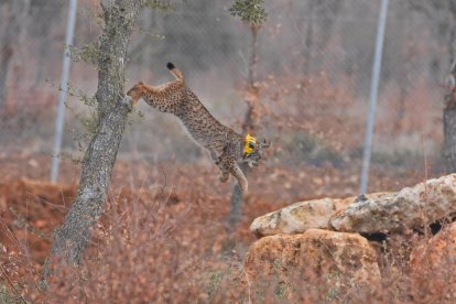 Uno de los linces liberados en el Cerrato Palentino en el marco del programa de la Junta de la reintroducción de la especie.