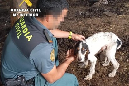 Imagen de uno de los cinco perros que han sufrido maltrato