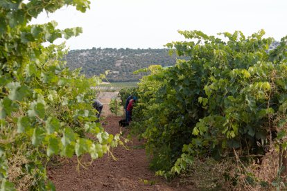 Bodegas Familiares Matarromera inicia la vendimia.