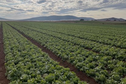Campo de Florette en su nuevo regadío de Hinojosa, en la provincia de Soria.
