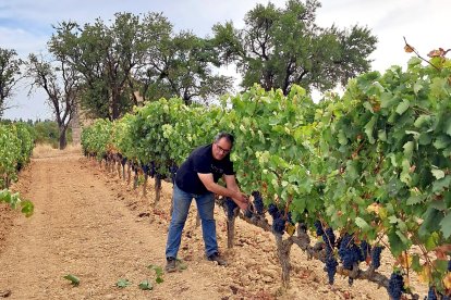 El viticultor burgalés Javier Arroyo, en una de sus viñas.