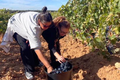Visitantes disfrutan de una jornada en el viñedo en la bodega.