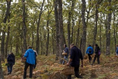 Recolectores de setas en un bosque de Castilla y León.